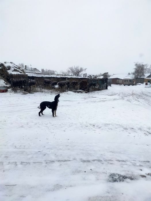 Тазы сатылады каншык