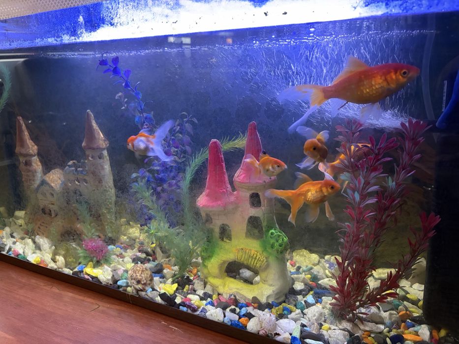 Akvarium ideal sostyanida baliqlari bilan 6 baligi bor