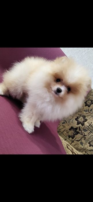 Щенки немецкого шпица