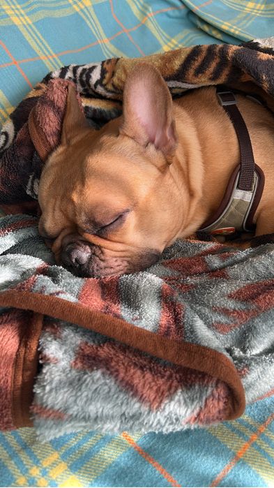 Ищем даму для случки