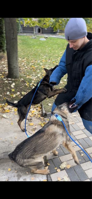 Dresaj canin in Vaslui ~ Câinii lui Ștefan