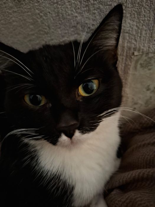 Отдам кошку в хорошие руки