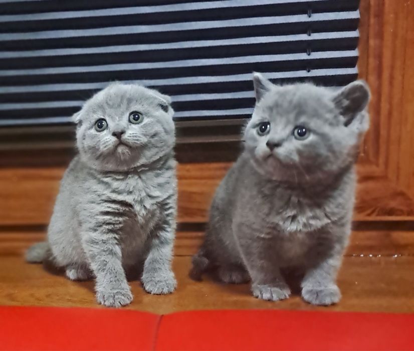 Британский Шиншилла Чистокровный Угл киз
