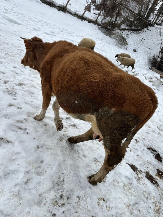 Vând vaca bălțata cu vițel după ea