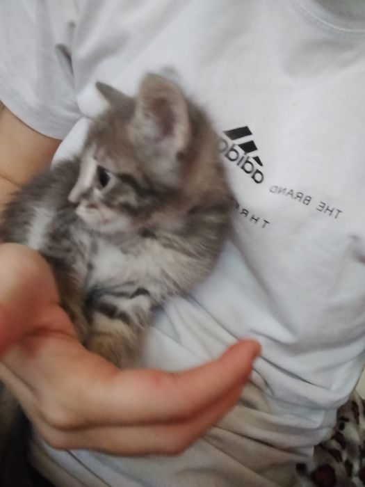 Отдам кошечку ,2 месяца