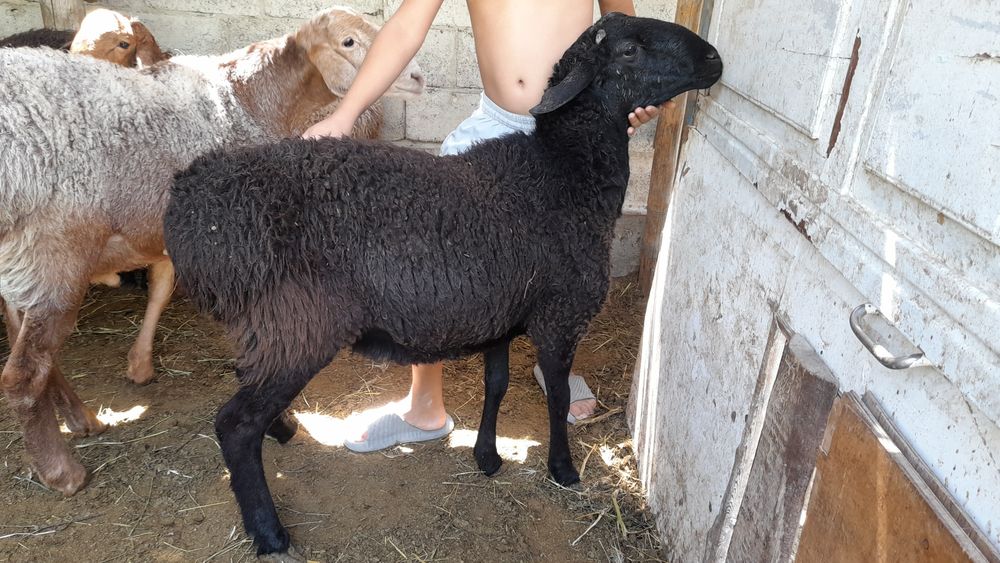 Qòchqorlat sotiladi 4 ta