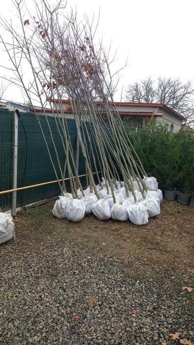 Arțar,stejar roșu,fag european