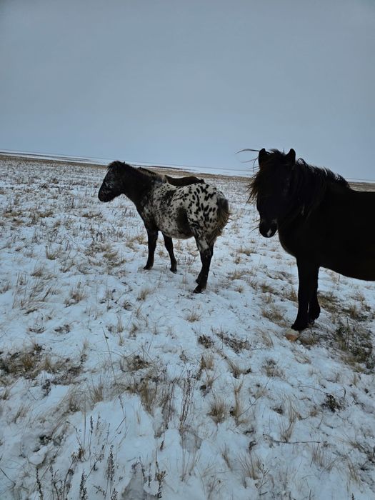 Продам чубарых тайчиков на племя