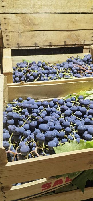 Struguri de masa Romanesti - Jud Prahova