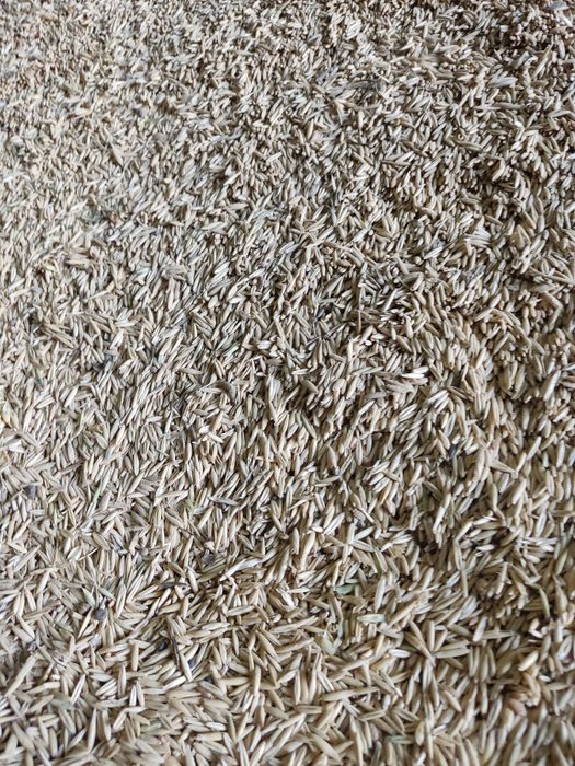 Овес ОПТОМ от 1т