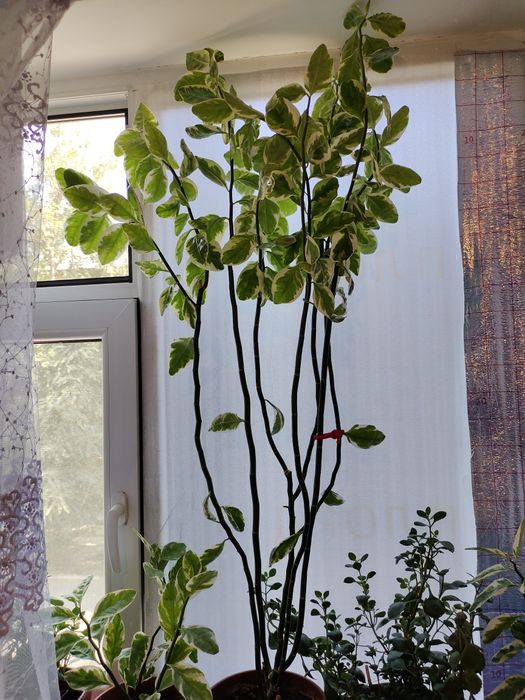 Педилантус комнатное растения