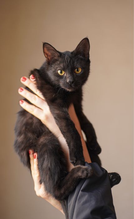 Котенок девочка в поисках дома! Ташкент