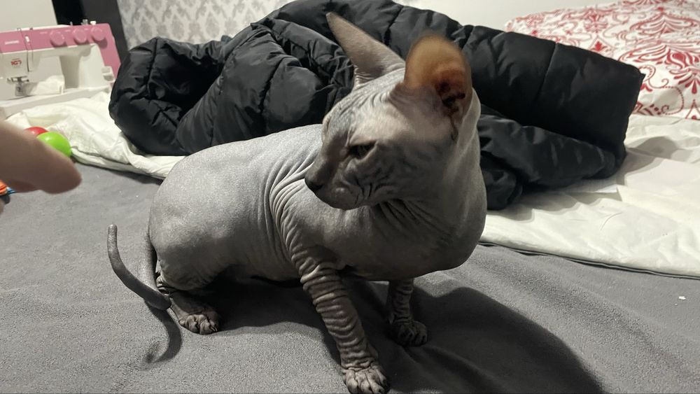 Свинкс кот красавец