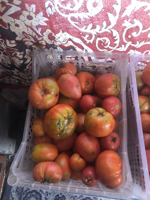 Продам домашние помидоры
