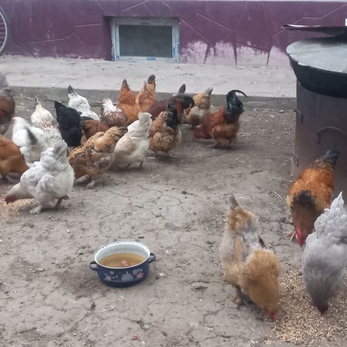 Продам домашные куры