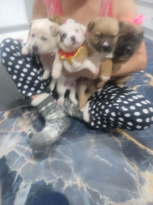 Отдам даром щенки