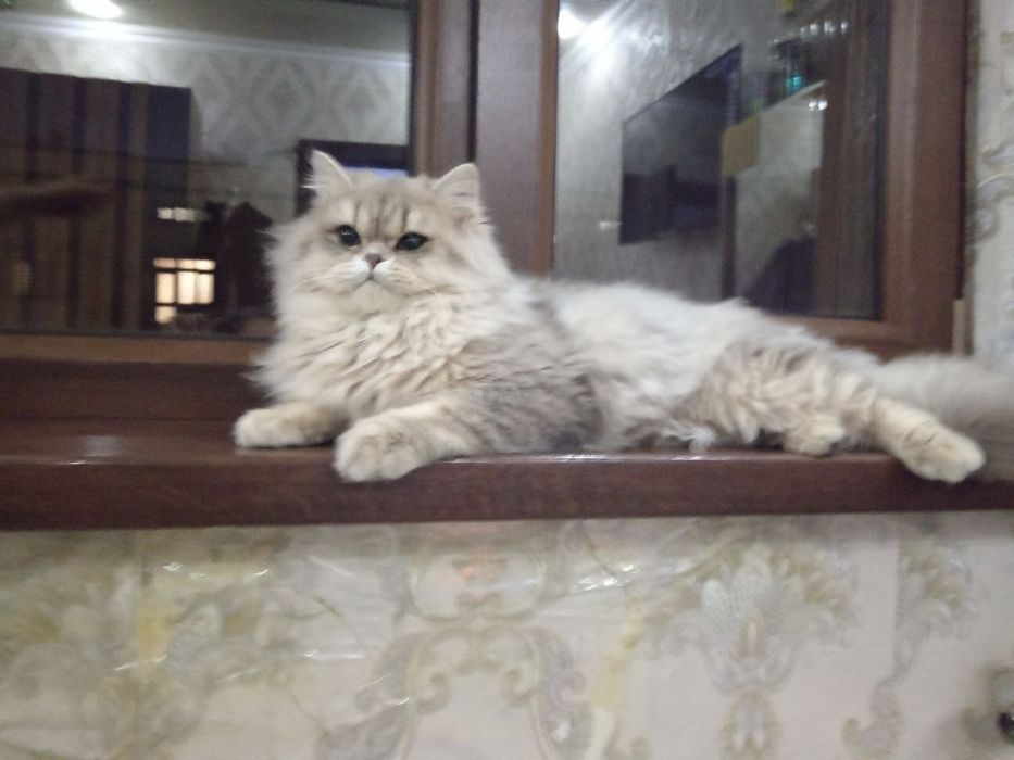 Koshka(mushuk)cat
