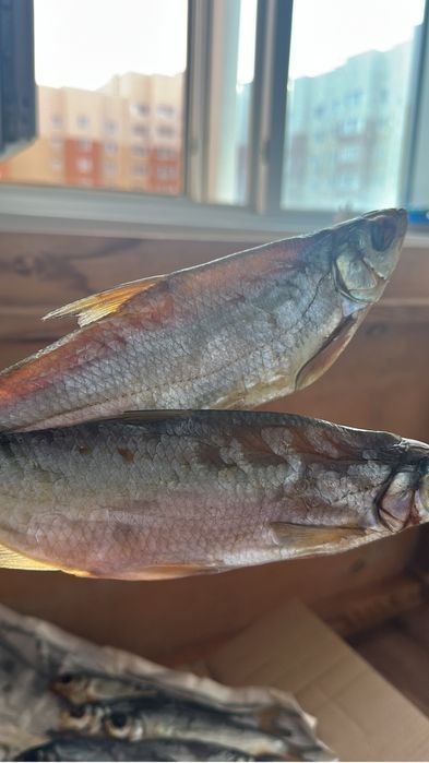 Рыбец. Рыба Атырауская сушенная