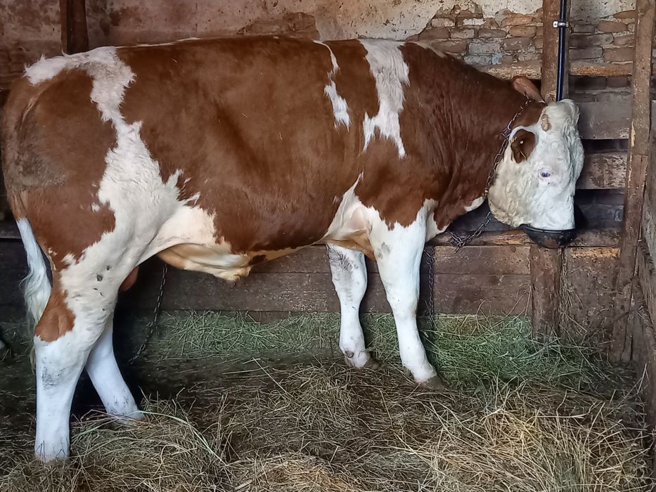Taur de vanzare...
