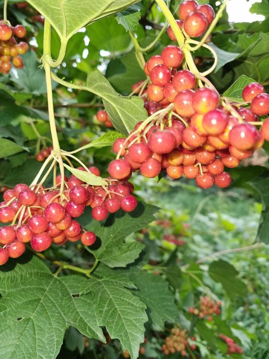 Продам Два дома, усадьбу 28,8 соток, делимый, сауна, навес, хозпостр.