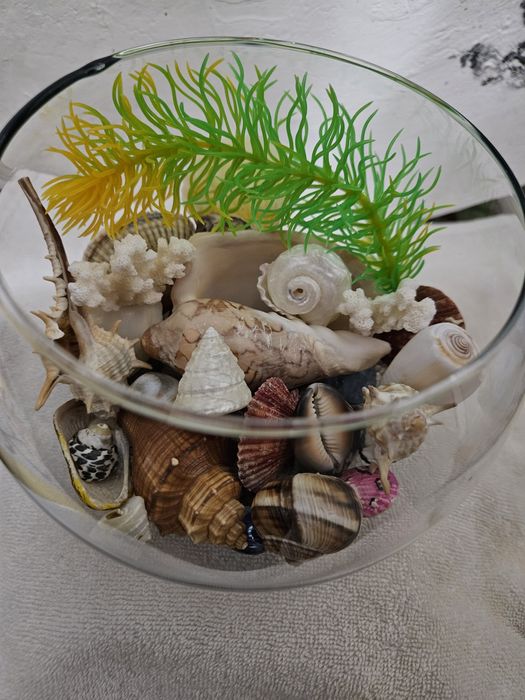 Сухой аквариум, ракушки