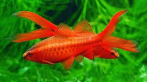 Барбус вишневый - 500