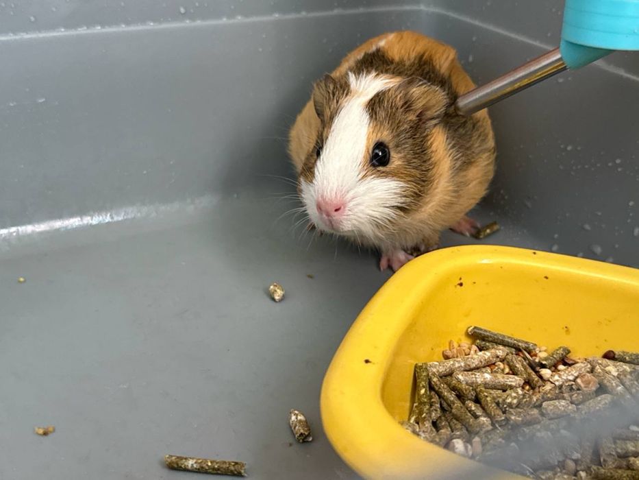 Пара Морских свинок