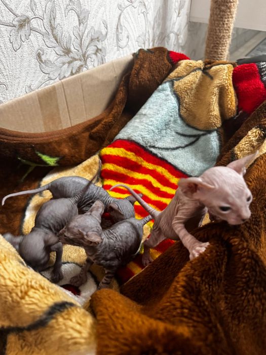 Продам котят сфинксов