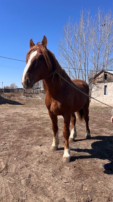 Айғыр Айгыр Аигыр