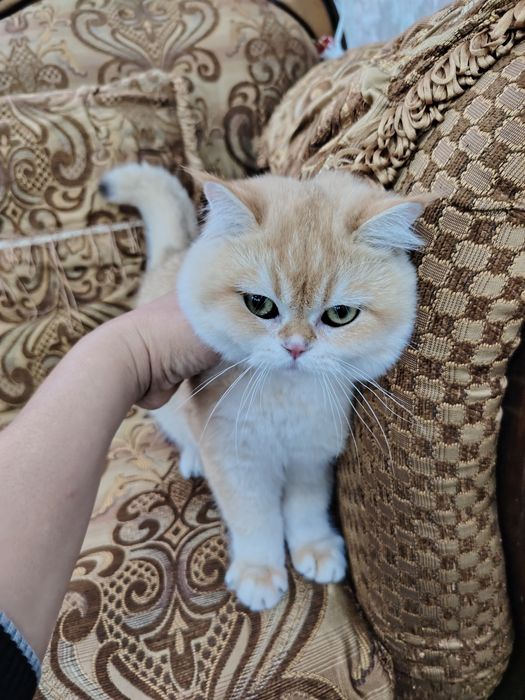 Gayrioddiy jinsiy aloqa mashinalari