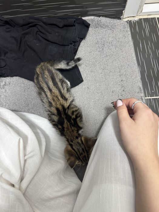Отдам котенка девочка