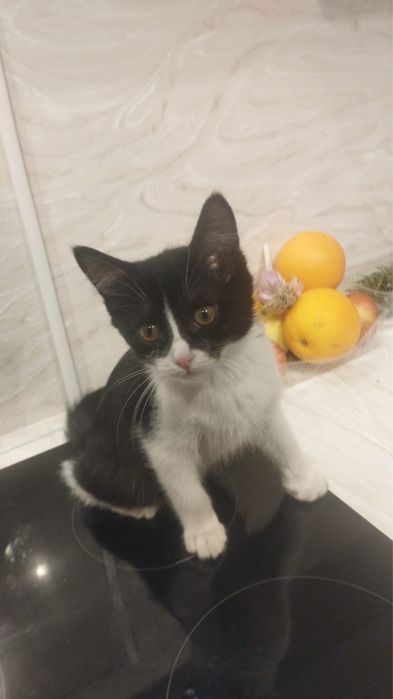 Отдам котенка в добрые руки