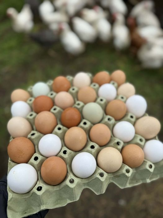 Домашни кокоши яйца