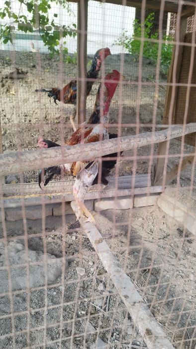 Дакан хуроз ёш 9 ойлик