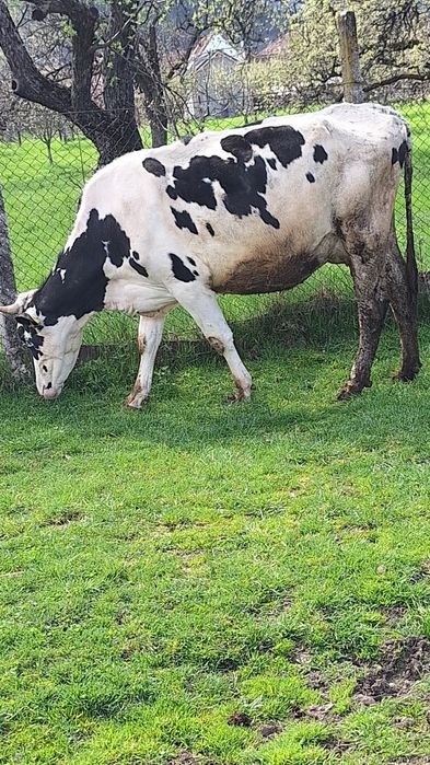 Vând două vaci holstaien