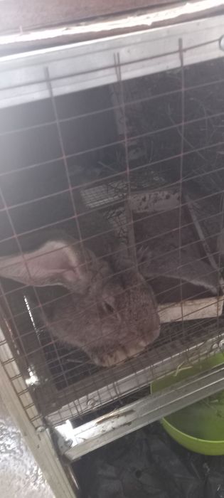 Куенлар сотилади