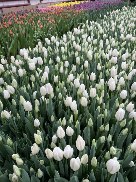 Тюльпаны оптом к 8 марта