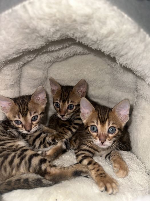 Продам Котенок бенгал