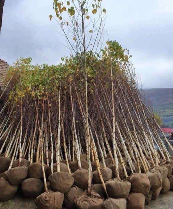 Mestecan alb vand ori unde in tara