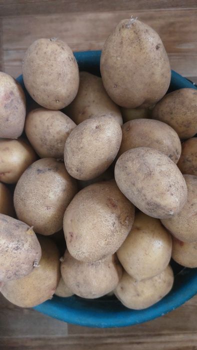 Картофель дачный