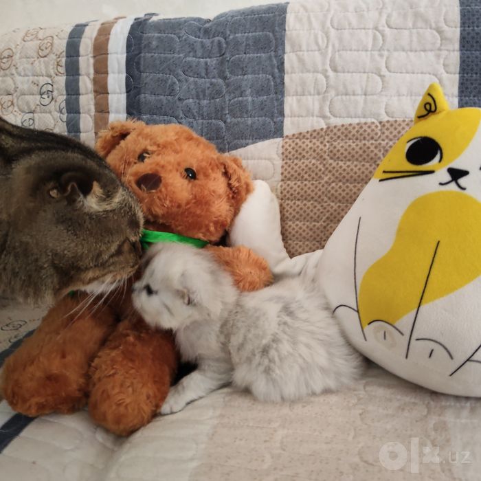 Котята вислоухий продаются кошки мущук