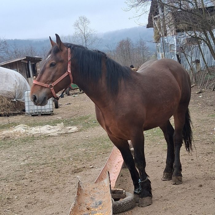 Vand noaten de 1 an si 11 luni