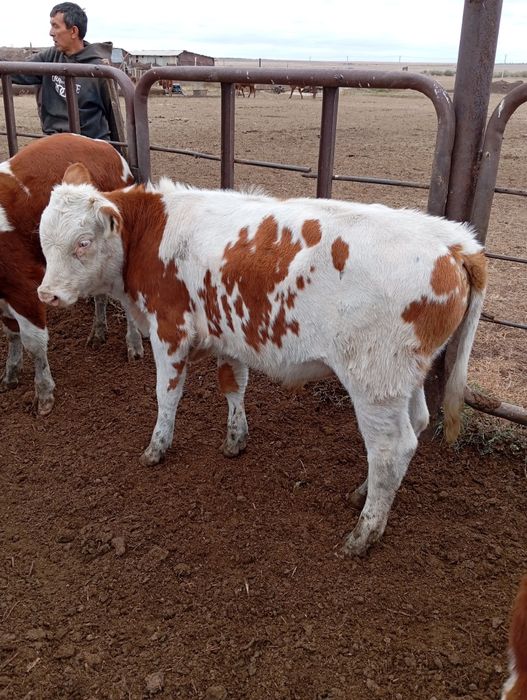 Сиыр баспагымен бирге сатылады.