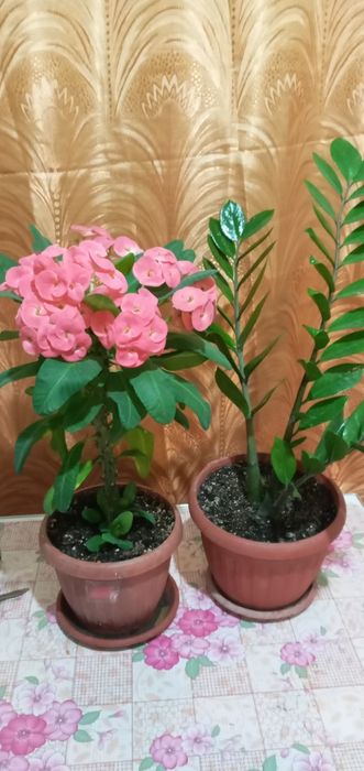 Комнатные растения