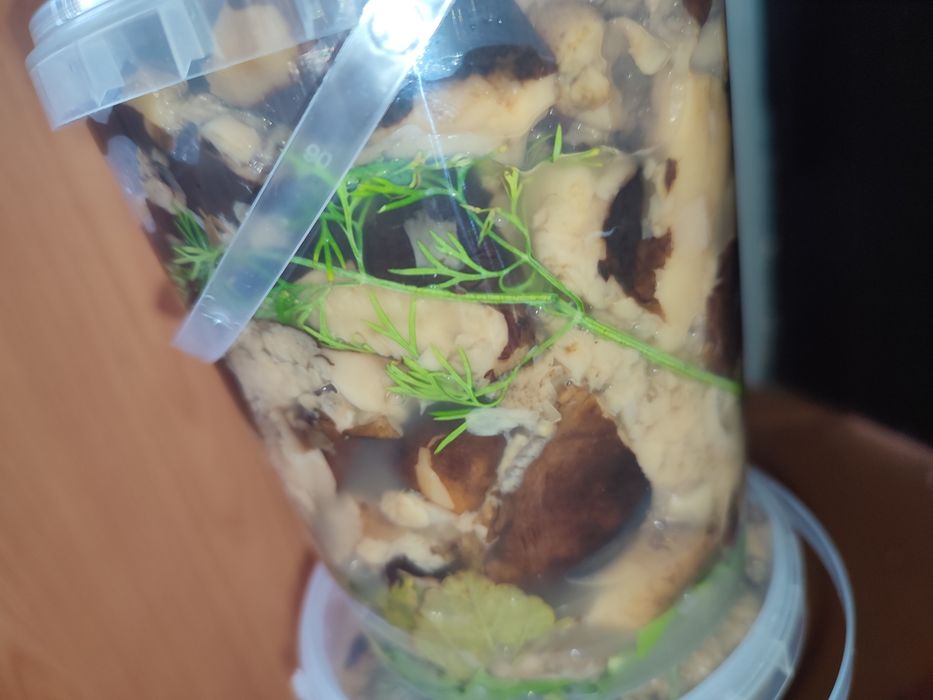 Продам соленые грузди и валуи