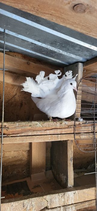 Standard romanesc,Voltați si misirlii