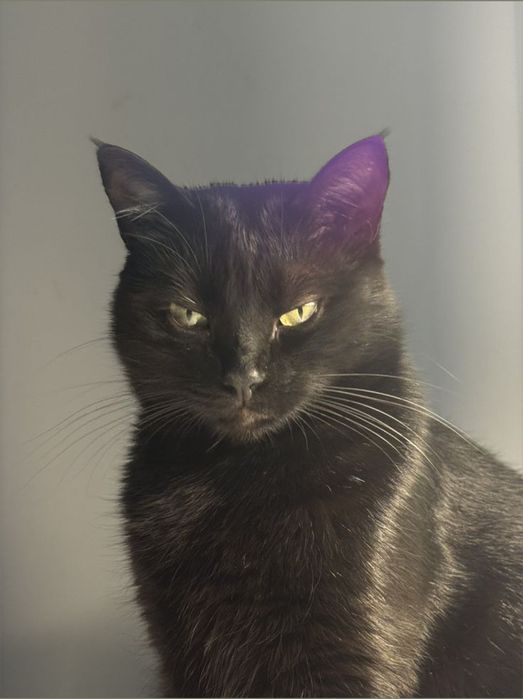 Отдам чёрную кошку в добрые руки.!