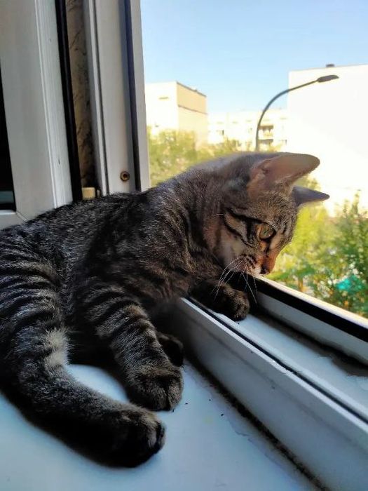 СРОЧНО нужен кот для вязки