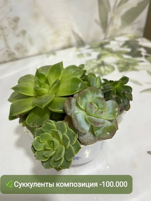 Продаются суккуленты