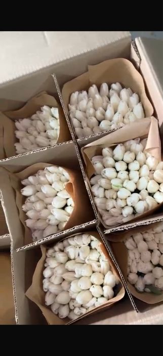 Тюльпаны предзаказ на 8е марта